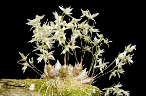 Dendrobium gregulus 'George's Honeycomb' CCM 82pts